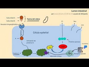 Activation and Inhibition of Signal Transduction Pathways | Khan Academy