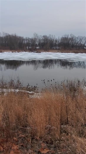 1st River Report of 2026 Gang. Current Conditions... Water level. 578 to 579 ft above Sea Lavel. Making an avg about 2.5 to 3 feet deep in Waterville and around the Buttonwood and Bluegrass area. Water Discharge, only moving in a few open water areas and its 450 to 500 Cb Ft Per Second . So not much of a current! Water Temperature 34.6 degrees and moving up about 1 to 2 degrees per day. We need 50 min and 55 ideally. And Water Clarity is a good 12 to 18" in Open water! No mud at all. While below