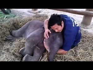 Cuddling With A Baby Elephant || ViralHog