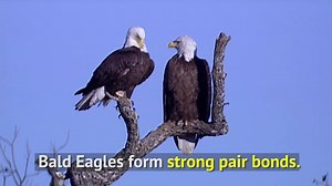 Bald Eagles nest from July to October. Eaglets fledge 11-12 weeks after they hatch. See these fun facts and more. | Texas Parks and Wildlife