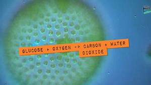 Respiration - Explaining key biological concepts: Video playlist - BBC Bitesize