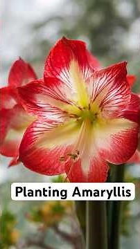 Don’t Make This Amaryllis Mistake 🌺 (It Changes Everything)