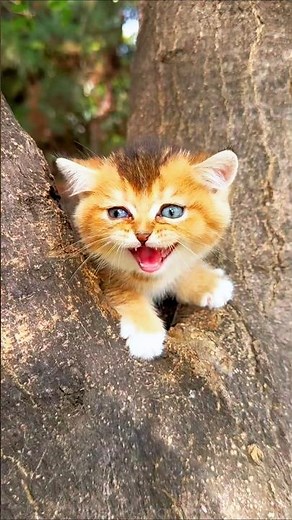 kittens sound moment 😺😍 #shorts