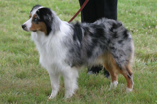 Miniature American Shepherd for Sale | Puppies | Pawrade.com