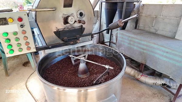 Coffee processing. Coffee roasting machine with arabica coffee beans...