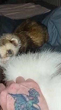 mischievous ferret with skunk no scuffing allowed