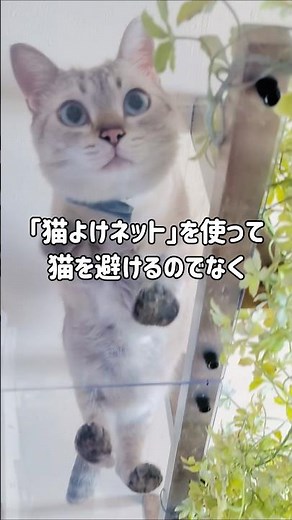 百均「猫よけネット」【じゃない使い方】猫が避けるのでなく猫が喜ぶモノ作りに大活躍 #diy #cat