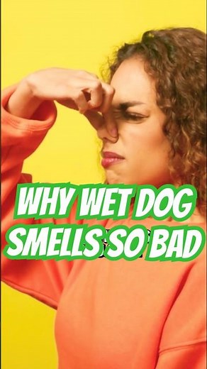 The Science Behind Why Wet Dog Smell Hits So Hard — And Lingers.