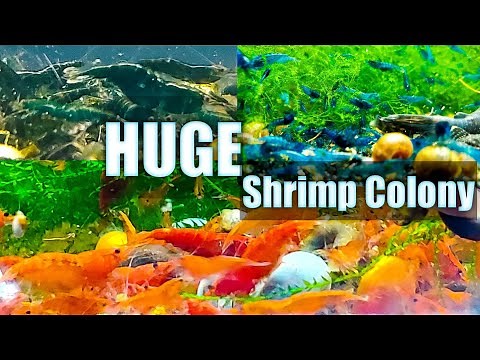 3 Tips For A HUGE Shrimp Colony