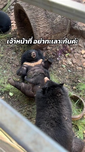 มาหาน้องๆได้นะคะ น่ารักมากๆ #หมีควาย #หมีหมา