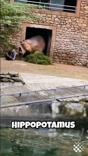 Animals that looks cute but they can kill you. #animals #shorts