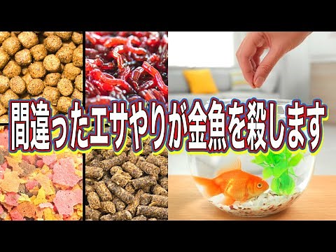 【金魚の飼い方】エサの基礎知識と正しい与え方