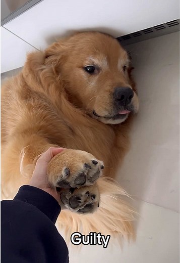 Innocent until proven guilty 😂 #funnydog #dog #dogsofinstagram #dogs #funnydogs #dogstagram #puppy #cutedog #doglife #doglover #funny #instadog #dogoftheday #doggo #doglovers #happydog #cute #love #puppylove #funnyvideos #cutedogs #funnydogvideos #dogvideos #pets #ilovemydog #dogsofinsta #meme #pet #dogmeme #puppiesofinstagram #goldenretrieverlife #goldenretrieverpuppy #funnymoments