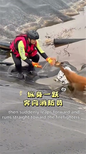 Tear-jerking moment: a roe deer trapped in a sewage pit runs into firefighters’ warm embrace.