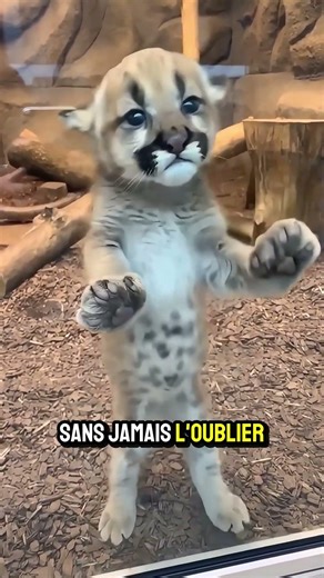 J'ai risqué ma vie pour sauver ce bébé puma #sauvetage #animaux
