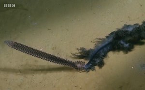 纪录片.世界最怪异现象.S01E01.2015[高清][英字]