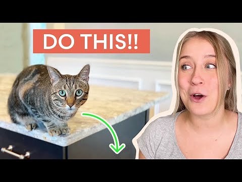 How to Keep Your Cat OFF THE COUNTER (Changing Habits!)