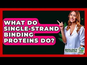 What Do Single-Strand Binding Proteins Do? - Biology For Everyone