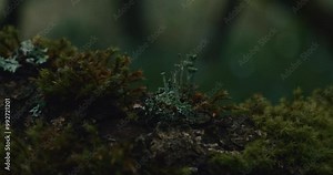 A close-up of lichen thriving on moss covering a tree branch against a softly blurred green forest background, highlighting the beauty of nature's intricate details. Lichen on a branch in a forest.