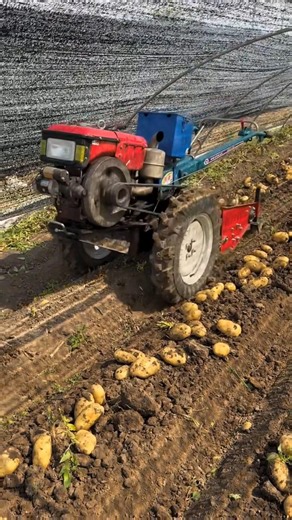 potatoes 🥔 🥔 cultivator rotavator machine part 3870