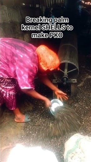 breaking palm kernel SHELLS to make palm kernel oil. PKO #palmkernel #industry #pko #KCCHUB