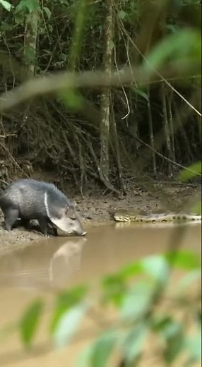 Anaconda vs Wild Pig 2 #wildlife #animals #shorts