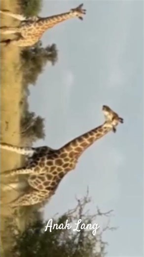 genus giraffe #brilliantchildren #science #fauna #giraffe