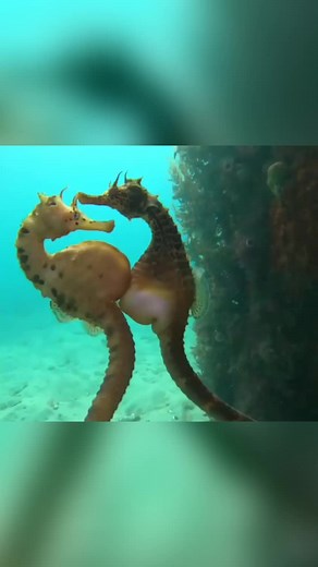 Seahorse Egg Transfer: Nature's Marvelous Process