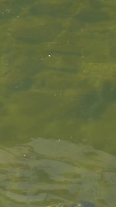 Enjoy a graceful ballet of seals swimming in Ketchikan Creek. #harborseals #ketchikan #alaska #creekstreet | KPUmedia-KPUtv