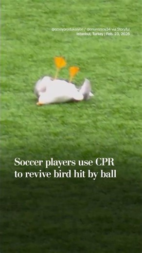 Soccer players use CPR to revive bird hit by ball