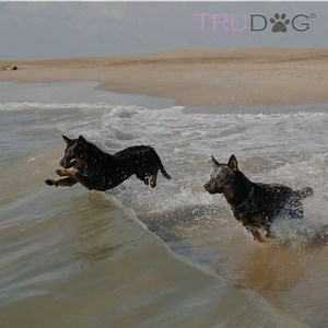 The first step to preventing a Water Inhalation Death, is to be aware that this danger exists. 🤔 Most dog owners are unaware that water, a seemingly harmless substance, can be so dangerous.🌊 Here are some ways to prevent water intoxication as much as possible.🐾 | TruDog