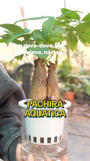 Plant Store on Instagram: "Nayi shuraat krni hai toh yeh plant toh laana hi padega🎋 Yeh hai Aquatic Pachira, iski 3 stems feng shui ke according represent krti hai new beginnings, happiness and stable growth. Toh agar aap bhi kuch naya shuru kr rhe hain ya krna chahte hain toh order Aquatic Pachira exclusively from @plantstore.live🌱"