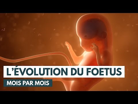 Le développement du fœtus | Évolution grossesse | Animation 3D