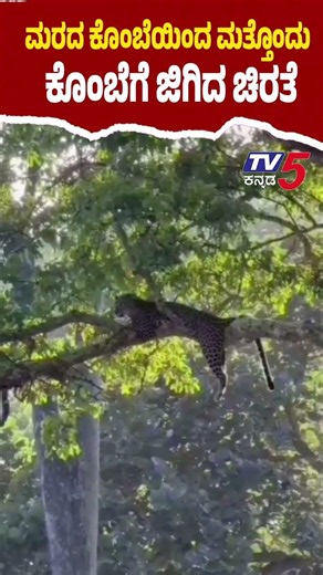 Leopard's Incredible Tree Jump Stuns:ಎತ್ತರದ ಮರದ ಮೇಲೆ ಚಿರತೆಯ ಜಿಗಿತ ಕಂಡು ಫುಲ್ ಫಿದಾ ಆದ ಸಫಾರಿಗರು