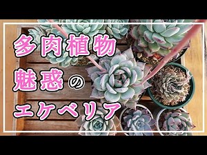 [Subtitles] [Succulents] Introducing mated seedlings 😊 Echeveria born with thoughts What is it like?