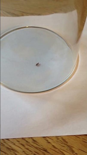 Floh im Glas: Beobachte seine unglaubliche Sprungkraft!