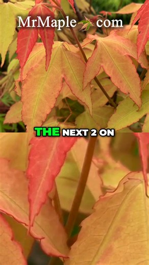 1.5K views · 23 reactions | Beautiful and Classic!!! Acer palmatum 'Waterfall'  | MrMaple Show & Podcast | Facebook
