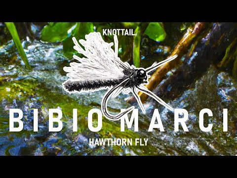 Bibio Marci, Hawthorn Dry Fly - Fly Tying with Onymphs