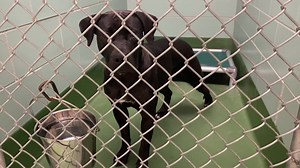 3.3K views · 61 reactions | Overflow Alert! Animal Services...