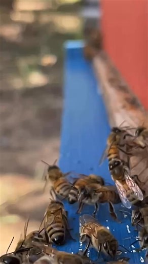 One last look (to remember what home looks like) | Cody's Honey Farm