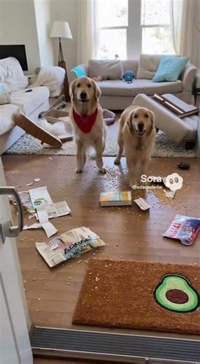 Golden Retrievers Dance After Destroying Living Room 😂🐶 | #goldenretriever #funnydogs #realfootage