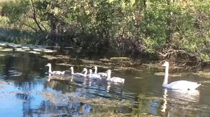 2.5K views · 19 shares | Here is a brief video clip of the Trumpeter Swan family we encountered this evening. | Stewards of the Upper Mississippi River Refuge | Facebook