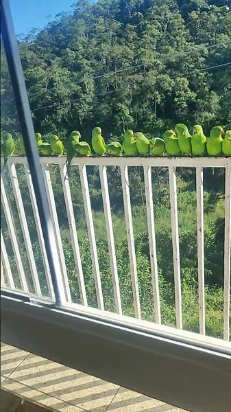 Green-Cheeked Parakeets || ViralHog