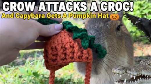 Animal Madness: Crow Attacks Croc and Capybara Wears Pumpkin Hat!
