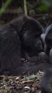 A special moment with this loving momma nursing her adorable baby gorilla in Bwindi Impenetrable Forest 🦍😍 The encounter with mountain gorillas is more than just a wildlife experience — it's transformative. Witnessing these endangered animals in their natural habitat and learning about the conservation efforts to protect them leaves a profound impact on you. Here is our discounted Gorilla trekking safari offer!!! ✅ 10 Days Uganda primates & wildlife ✅ All inclusive ✅ Physically disabled well c