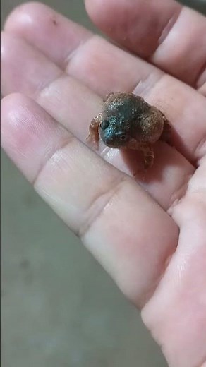 Cute baby Bullfrog #bullfrog #cute #insects