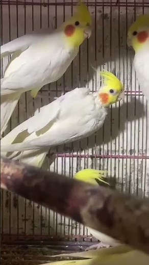 بكام علامة ها اقولهم لك تقدر تحدد عمر طيور الكوكتيل .. ببغاء الكروان . الاكر سهل وبسيط