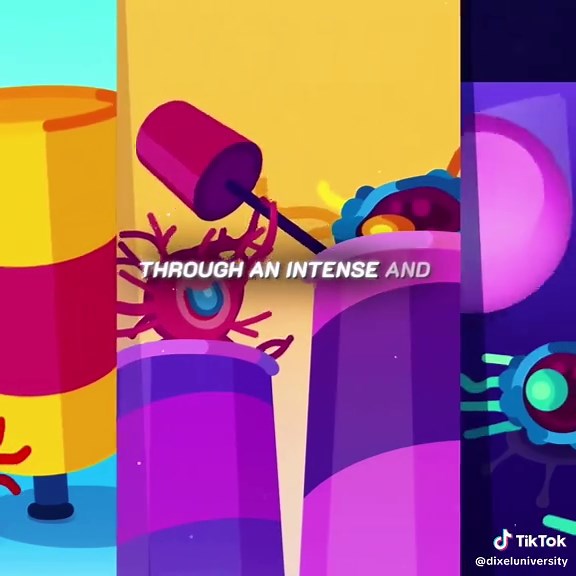 Exploring the Thymus: Key to a Strong Immune System