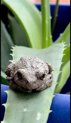 Eastern Gray Treefrog 🐸 Hello little friend!