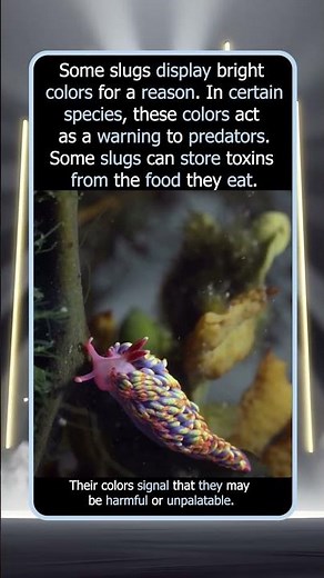 Why Some Slugs Are So Colorful